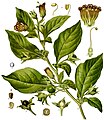 致命的茄属植物颠茄（Atropa belladonna）产生托烷类生物碱，包括阿托品，东莨菪碱和莨菪碱。[29]