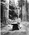 Image 31First growth or virgin forest near Mount Rainier, 1914 (from Old-growth forest)