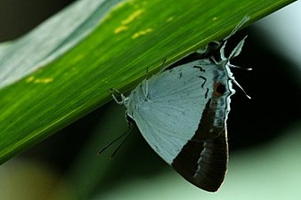 Ventral view