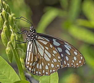 Blue tiger Tirumala limniace exoticus ♂ India