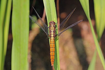 female, India