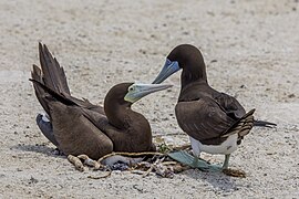 Female and male S. l. plotus at their stick nest