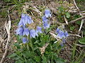 Campanula barbata