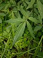 Cardamine bulbifera