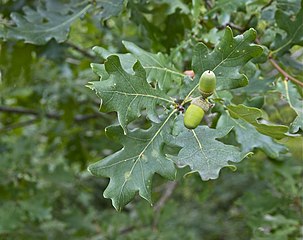 Quercus robur leaves and acorns
