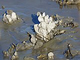 Cluster of oysters