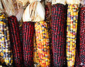 塞内卡人种植的玉米