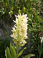 Dactylorhiza sambucina