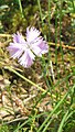 Dianthus gallicus flower