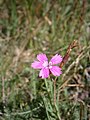 Dianthus pavonius