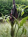 Dracunculus vulgaris opening spathe