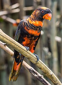 Dusky lory (nominated)