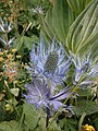 Eryngium alpinum