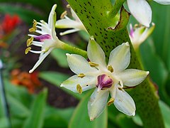 Flower of paler form