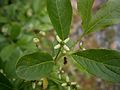 Euonymus europaeus