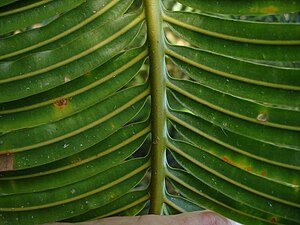 Pinnate leaf formation