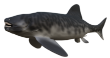 Reconstructed assuming morphological similarities with Dunkleosteus (pelagic, actively swimming, probably able to actively pursue prey, AKA, a pursuit predator), and fin placement based off Amazichthys.