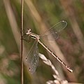 Lestes barbarus