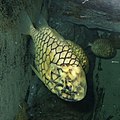 Pineconefish at the Himeji Aquarium, Japan