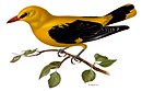 Eurasian golden oriole by Magnus von Wright