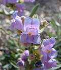 Flowers of Penstemon janishiae