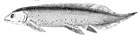 一種顯胸魚（Phaneropleuron andersoni）