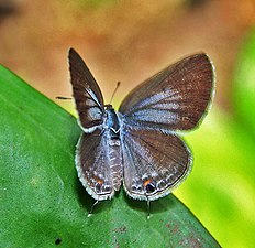 Dorsal view