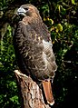 Red tailed hawk