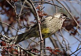 Red Wattlebird Anthochaera carunculata