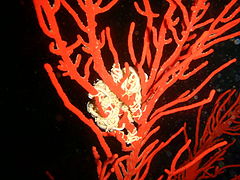 Sea fan with basket star at Finlay's Deep, on the weat side of False Bay.