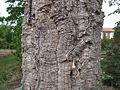 Stamm einer Korkeiche, Quercus suber