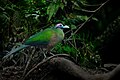 Sumatran ground cuckoo