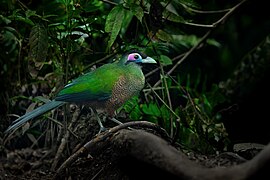 Sumatran Ground-Cuckoo 0A2A4427