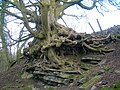 Sycamore root system at Auchenskeith.