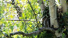 Two tree squirrels rest side-by-side in the entrance of a drey, tails hanging out.