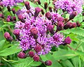 Tall Ironweed (Vernonia gigantea; Vernonia altissima)