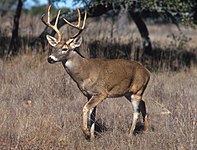 White-tailed deer (Odocoileus virginianus)