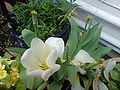 Wide shot of the white flowers