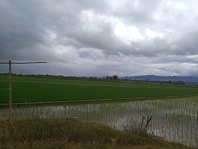 位於廣喊的瑞麗農場弄島分場水稻田