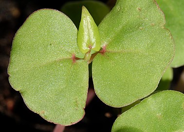 Buckwheat seedling with first true leaf