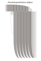 筛滤伪窄齿虾的附肢复原图，虚线的部分是不清楚的部分。