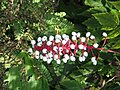 Actaea pachypoda fruits