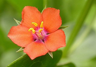 Anagallis arvensis, the scarlet pimpernel flower, gave its name to a popular 1905 adventure novel and series of films.