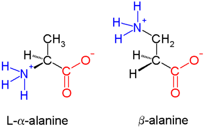 β-丙氨酸，β氨基酸的一个例子。氨基不是连接到α碳而是连接到β碳，在这种情况下是亚甲基。