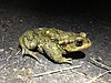 Traditional Animal Nickname: Toad/Crapauds