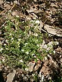 Cardamine flexuosa