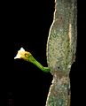 Cereus pierre-braunianus thornless shoot tip with flower