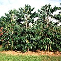 Coffee trees in Hawaii