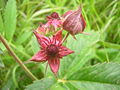 Comarum palustre