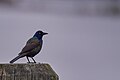 Common grackle on a wood piling, Connecticut River